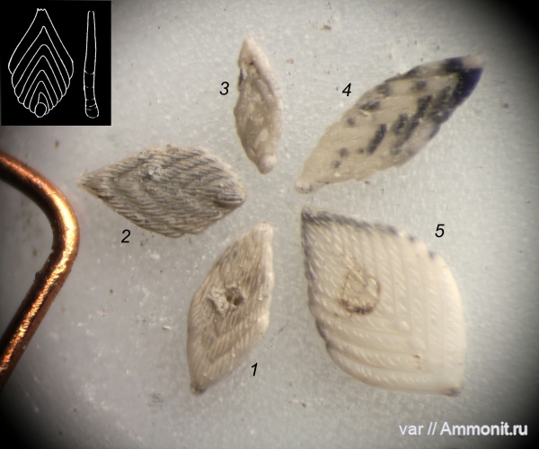 юра, мезозой, фораминиферы, Ульяновская область, верхняя юра, Городищи-Ундоры, citharinella