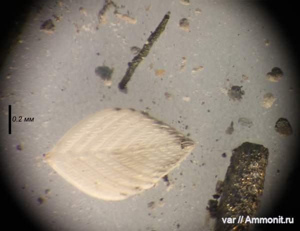 юра, мезозой, фораминиферы, Ульяновская область, верхняя юра, Городищи-Ундоры, citharinella