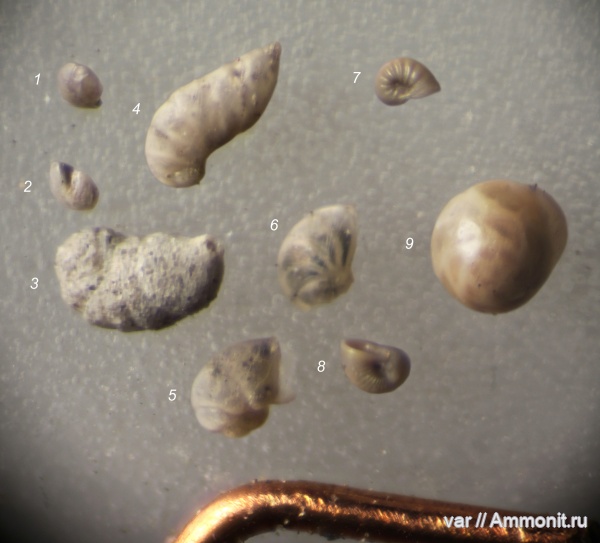 юра, мезозой, фораминиферы, Ульяновская область, верхняя юра, Городищи-Ундоры