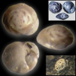 Фораминифера Pseudolamarckina Mjatliuk (?). Городищи. 2025