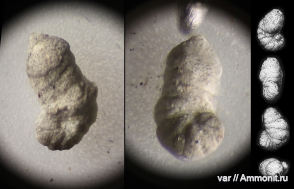 юра, мезозой, фораминиферы, Ульяновская область, верхняя юра, Городищи-Ундоры, Orbignynoides