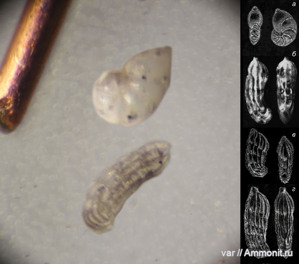 юра, мезозой, фораминиферы, Ульяновская область, верхняя юра, Городищи-Ундоры