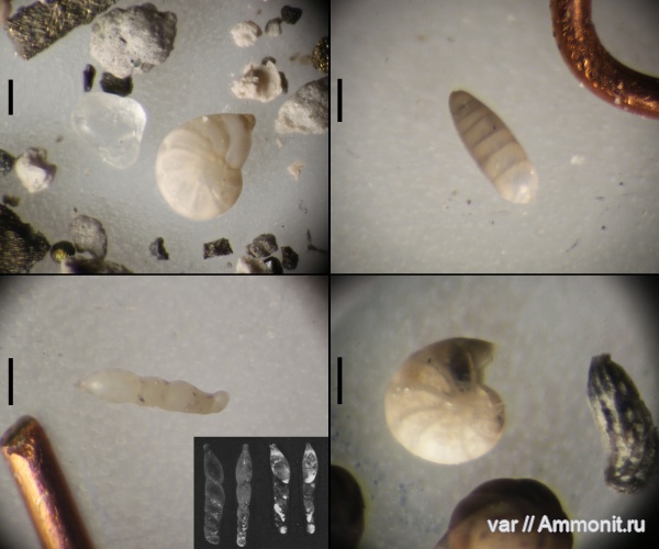 юра, мезозой, фораминиферы, Ульяновская область, верхняя юра, Городищи-Ундоры