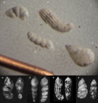 Фораминиферы (4). Городищи. 2025