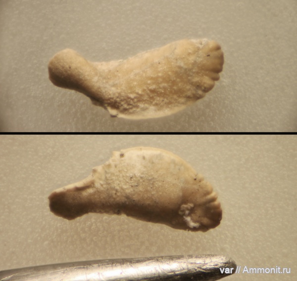 юра, мезозой, Ульяновская область, верхняя юра, Городищи-Ундоры, колеоидеи, статолиты