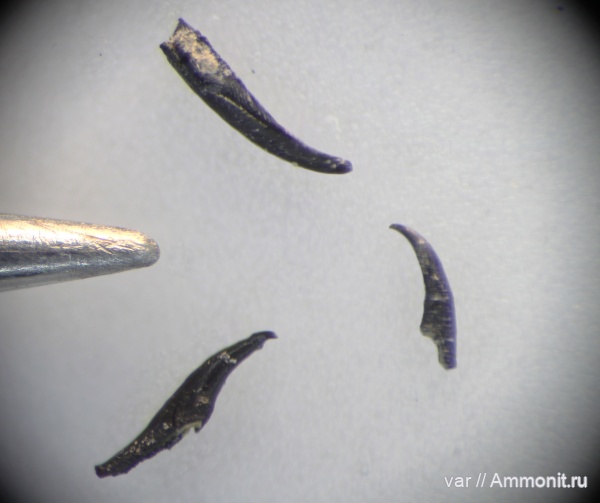 юра, мезозой, Ульяновская область, верхняя юра, Городищи-Ундоры, колеоидеи, онихиты