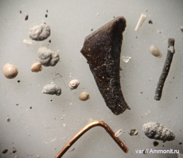 юра, мезозой, фораминиферы, Ульяновская область, верхняя юра, Городищи-Ундоры, кость рыбы