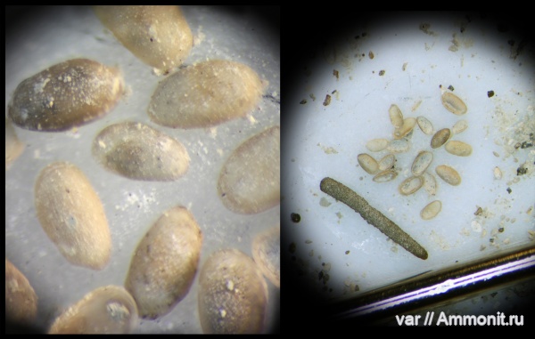 юра, мезозой, остракоды, Ульяновская область, верхняя юра, Городищи-Ундоры