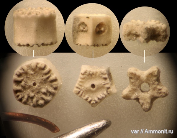 морские лилии, юра, мезозой, Ульяновская область, верхняя юра, Crinoidea, Городищи-Ундоры