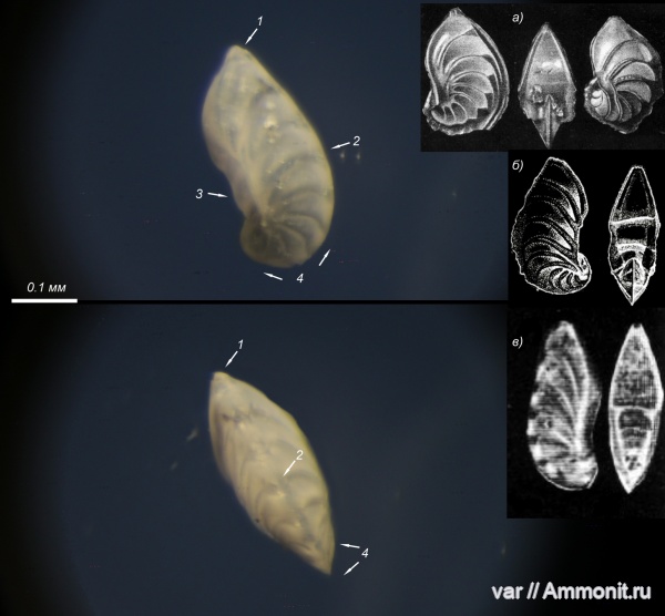 юра, мезозой, фораминиферы, Ульяновская область, верхняя юра, Городищи-Ундоры, Saracenaria