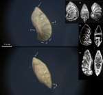 Фораминифера Saracenaria sp. Городищи. 2025.