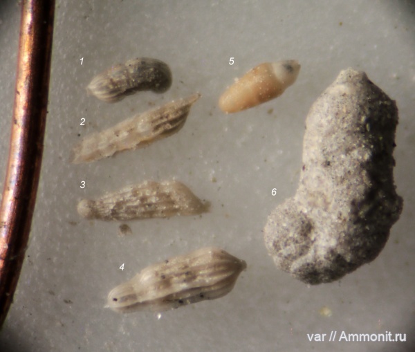 юра, мезозой, фораминиферы, Ульяновская область, верхняя юра, Городищи-Ундоры