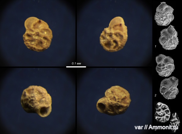 юра, мезозой, фораминиферы, Ульяновская область, верхняя юра, Городищи-Ундоры, Mironovella