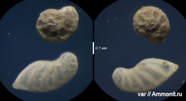 юра, мезозой, фораминиферы, Ульяновская область, верхняя юра, Городищи-Ундоры, Epistominidae