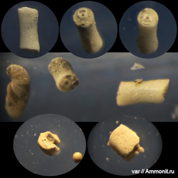 морские лилии, юра, мезозой, криноидеи, Ульяновская область, верхняя юра, Городищи-Ундоры