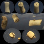 Фрагменты морских лилий из позднеюрских глин. Городищи. 2025