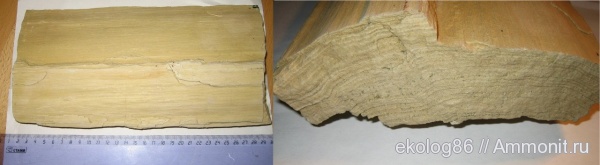 Окаменевшие стволы дерева