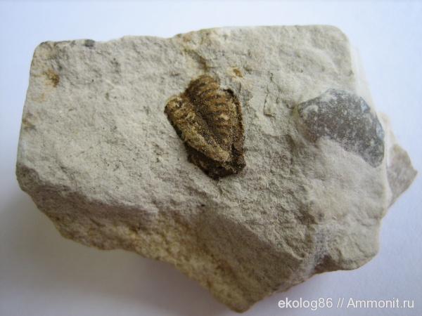 трилобиты, карбон, палеозой, членистоногие, беспозвоночные, Карьер Заборье