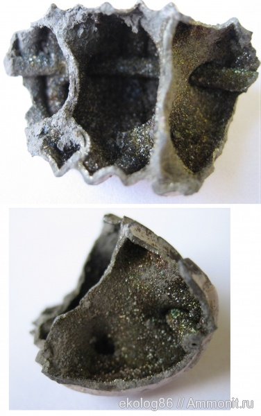 аммониты, моллюски, юра, Михайлов, Россия, головоногие моллюски, мезозой, Рязанская область, беспозвоночные