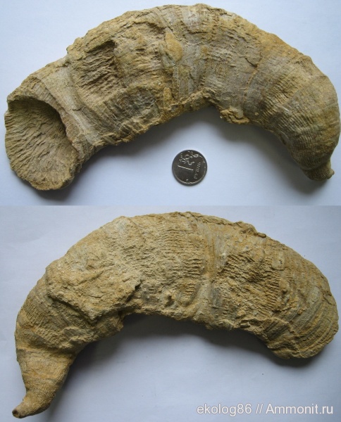 карбон, Гжель, палеозой