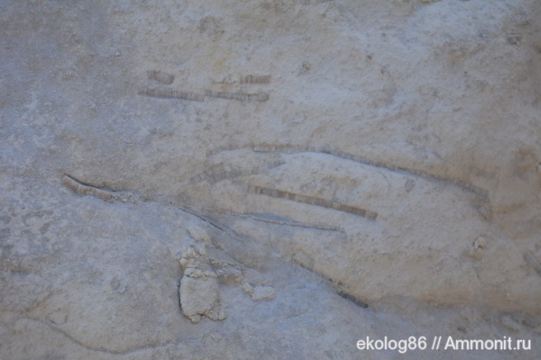 иглокожие, Казахстан, беспозвоночные, Устюрт