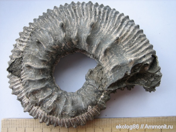 аммониты, Михайлов, юрский период