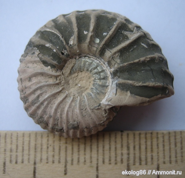 аммониты, юра, Михайлов, жилая камера