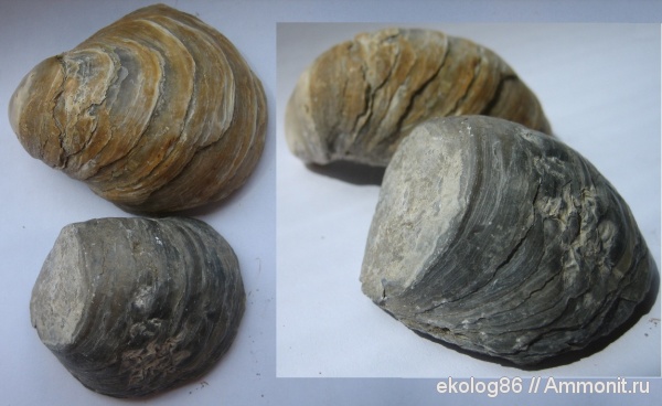 Михайлов, юрский период, грифеи, Gryphaea, ксеноморфизм, xenomorphism