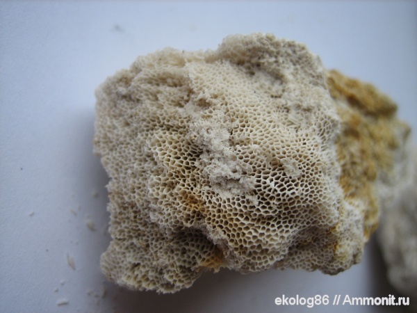 карбон, палеозой, Chaetetes, московский ярус