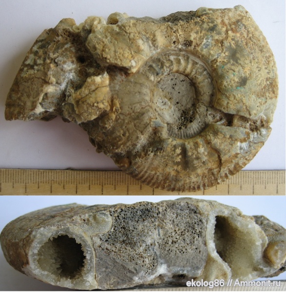 Indosphinctes, Никитино