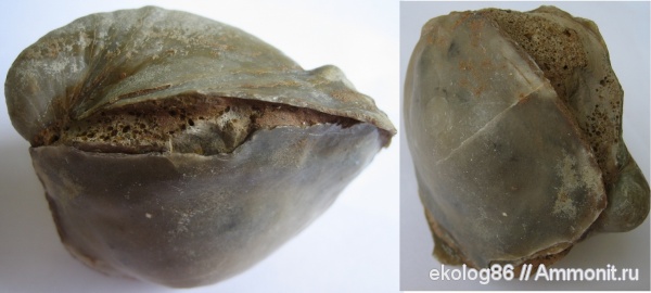 юра, грифеи, Gryphaea, Никитино