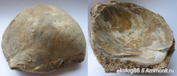 юра, серпулы, Serpula, грифеи, Gryphaea, Никитино