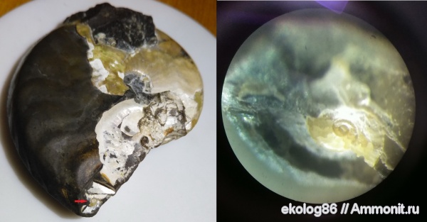 аммониты, мел