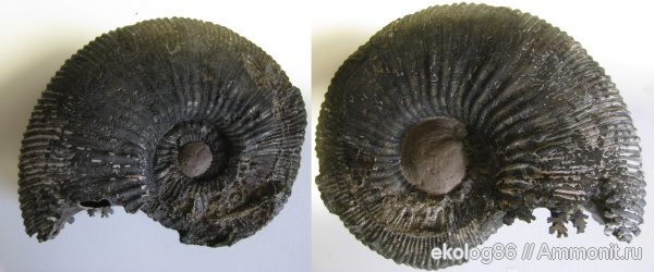 аммониты, юра, Михайлов, Kosmoceras