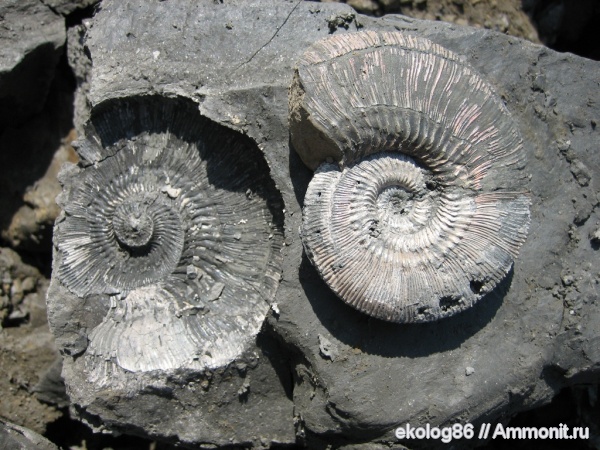 аммониты, юра, Михайлов, Kosmoceras, жилая камера