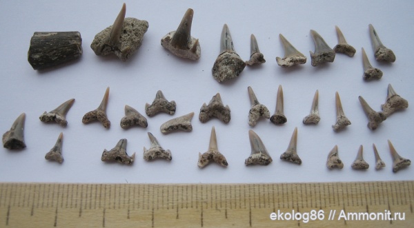 рыбы, сеноман, Варавино