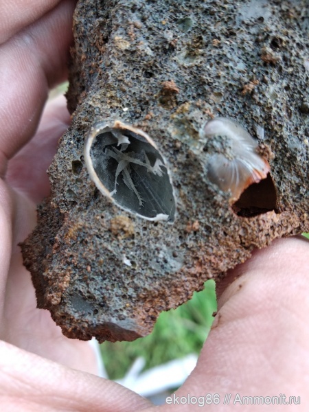 брахиоподы, юра, мезозой, ручной аппарат