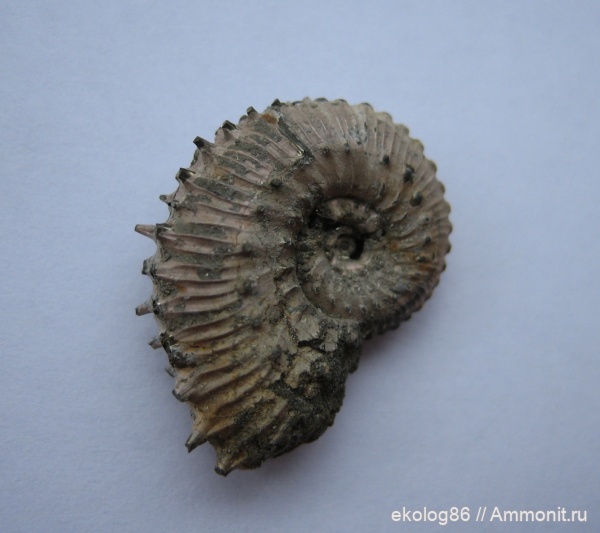 аммониты, юра, Михайлов, Kosmoceras, келловей