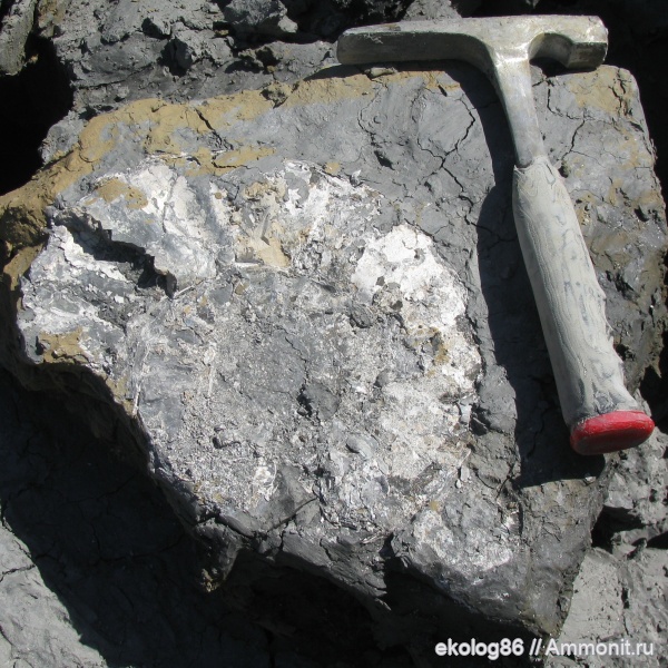 аммониты, юра, Михайлов, Binatisphinctes