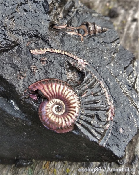 Бронницы, Amoeboceras alternoides, Dicroloma gagnebini