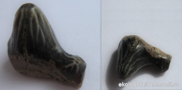 мел, Polyacrodus, Варавино