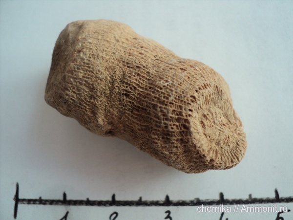 Находки у деревни Бобровик, Боровичский район Новгородской области