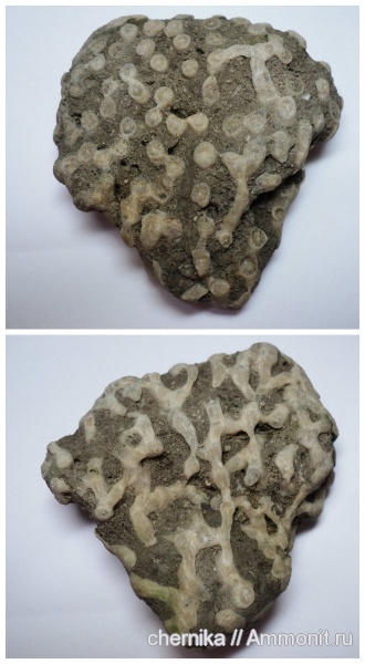 Rugosa, Siphonodendron, siphonodendron junceum