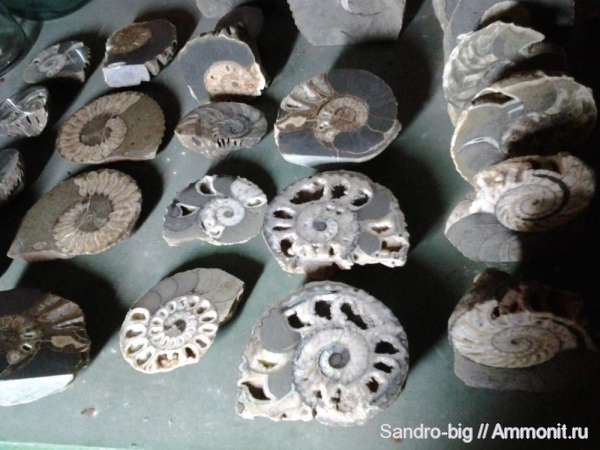 аммониты, нижний мел, апт, Ammonites, р. Губс, Aptian, Lower Cretaceous