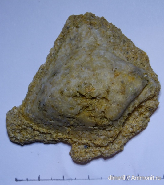 Моллюски Анапских карьеров