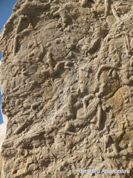 верхний мел, ихнофоссилии, Upper Cretaceous