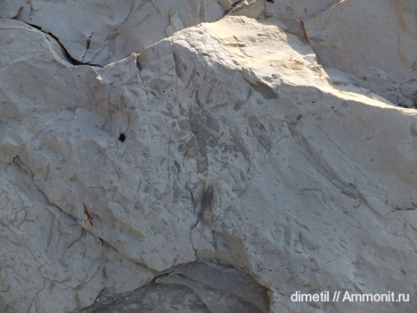 верхний мел, ихнофоссилии, Upper Cretaceous