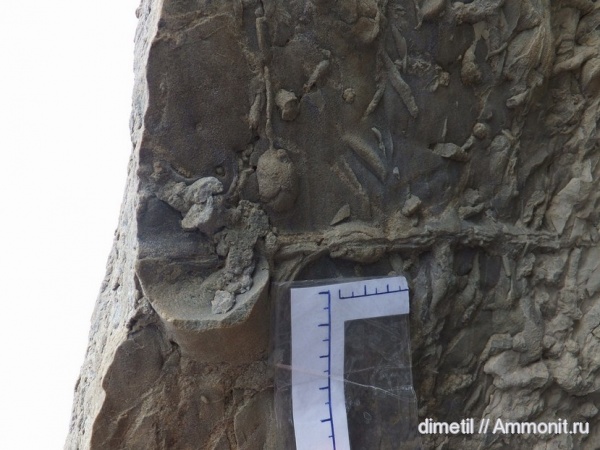 верхний мел, ихнофоссилии, маастрихтский ярус, Upper Cretaceous