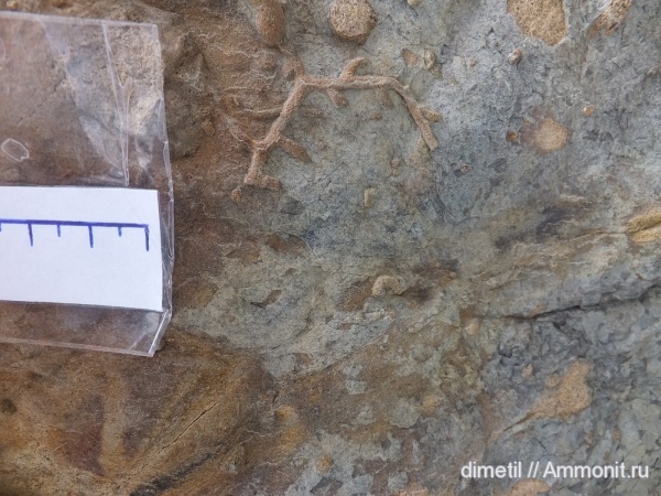 верхний мел, ихнофоссилии, маастрихтский ярус, Upper Cretaceous