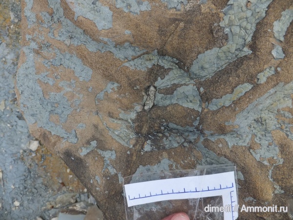 ихнофоссилии